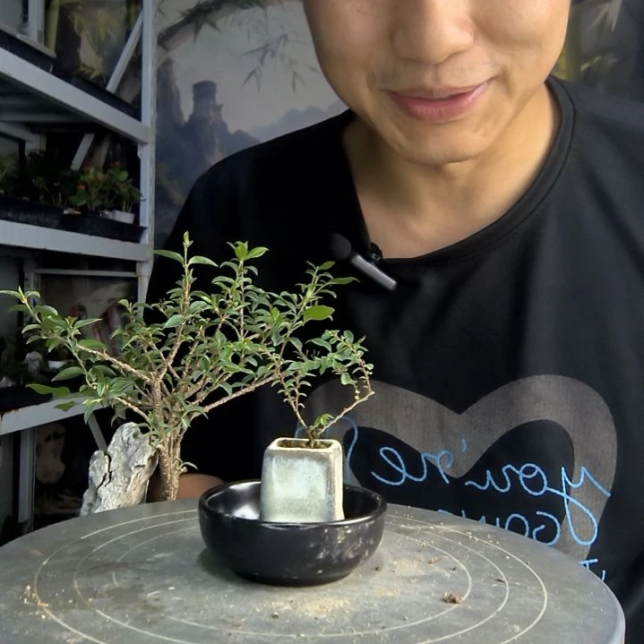 A***n中青园艺一物一拍133