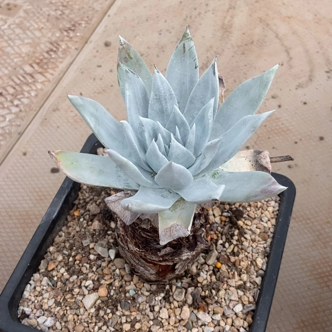 雪山浦西多肉植物啦啦啦