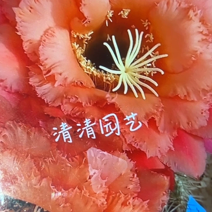 清清牛牛加强根仙人球瑕疵