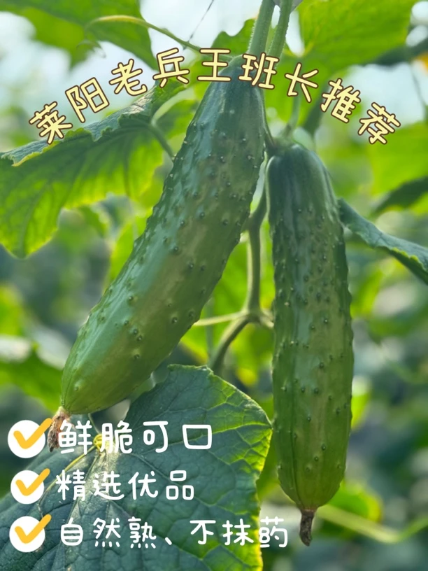 莱阳老兵水果黄瓜鲜嫩可口脆不抹药自然成熟老人小孩孕妇放心包邮