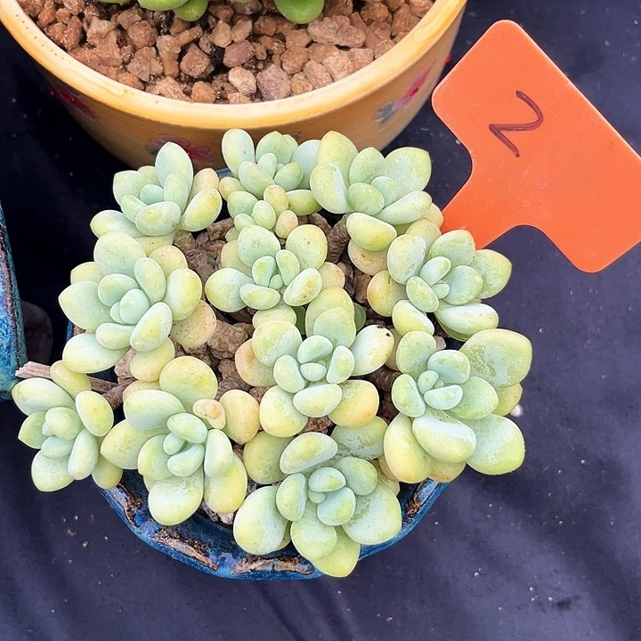 香水落神2号码牌子的话