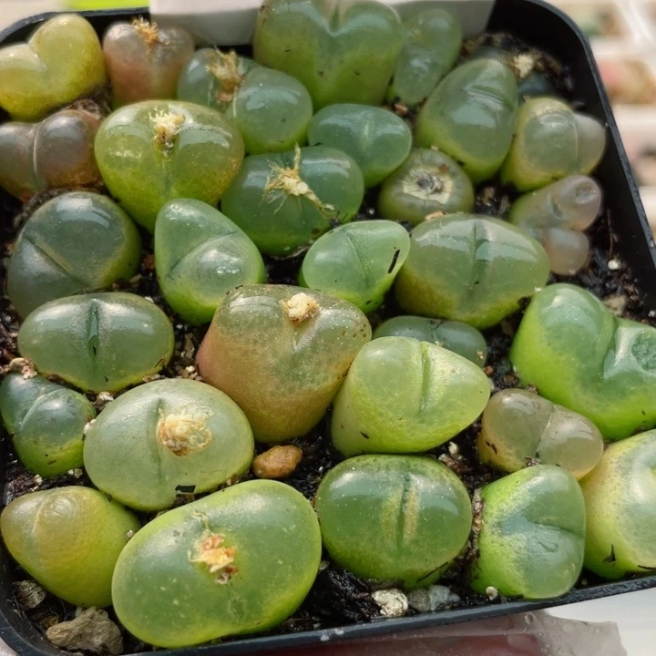 358果冻毛带盆l l l l l