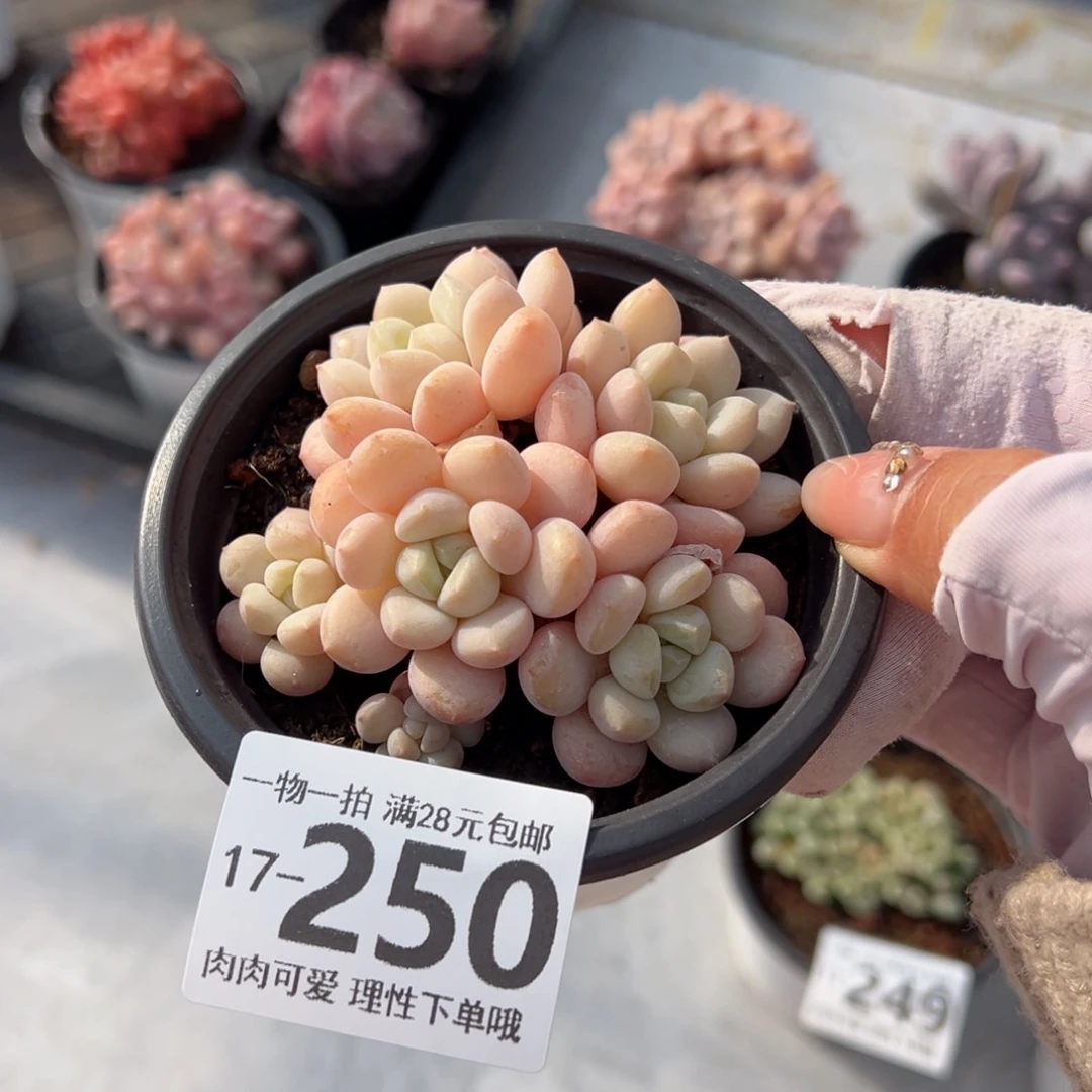 玉如意多肉多肉多肉多肉