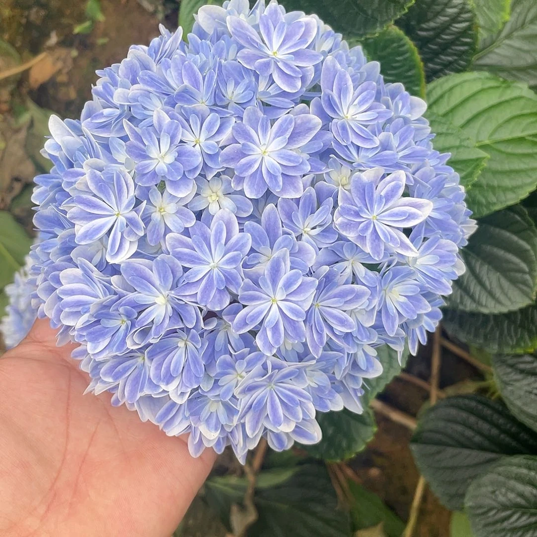 绣球切花一物一拍3枝起包邮，59