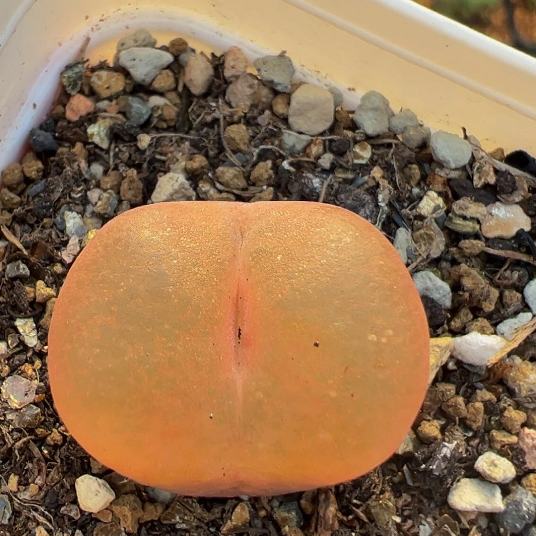 97多肉植物百科植物