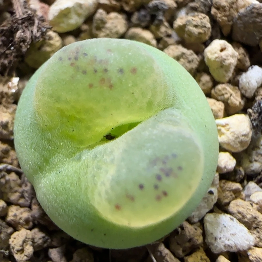 10.16。辛然园艺。哦泡。2006