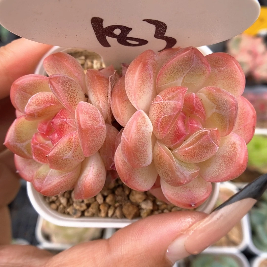 琴心可拍183号。