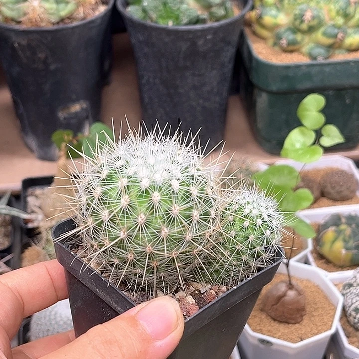 双头实生太白丸一颗一颗的