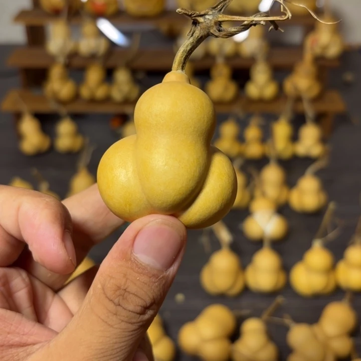 小***金葫芦葫芦葫芦葫芦