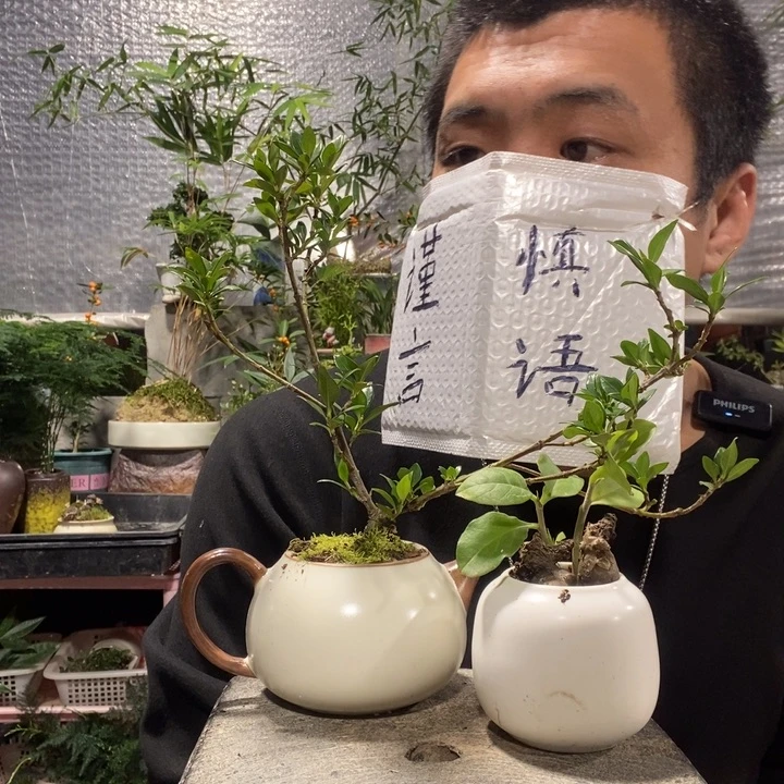 以实际为准盆景绿植盆栽83
