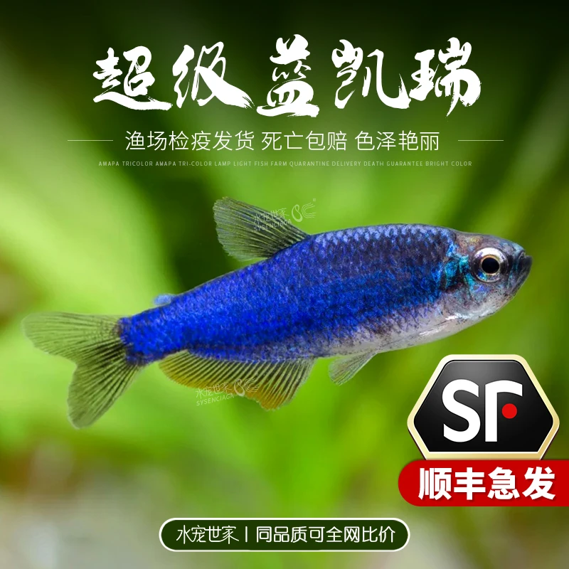超级蓝国王鱼超级蓝凯瑞南美热带观赏鱼小型灯科鱼高端鱼淡水群游