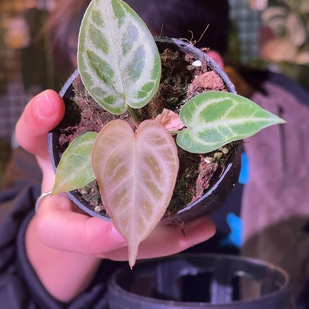 大部分花苞少量开放Ｈ329闪耀杂银面