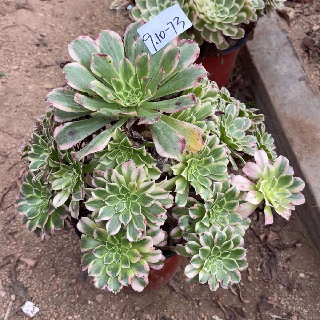 9.10-73天河手捧多肉