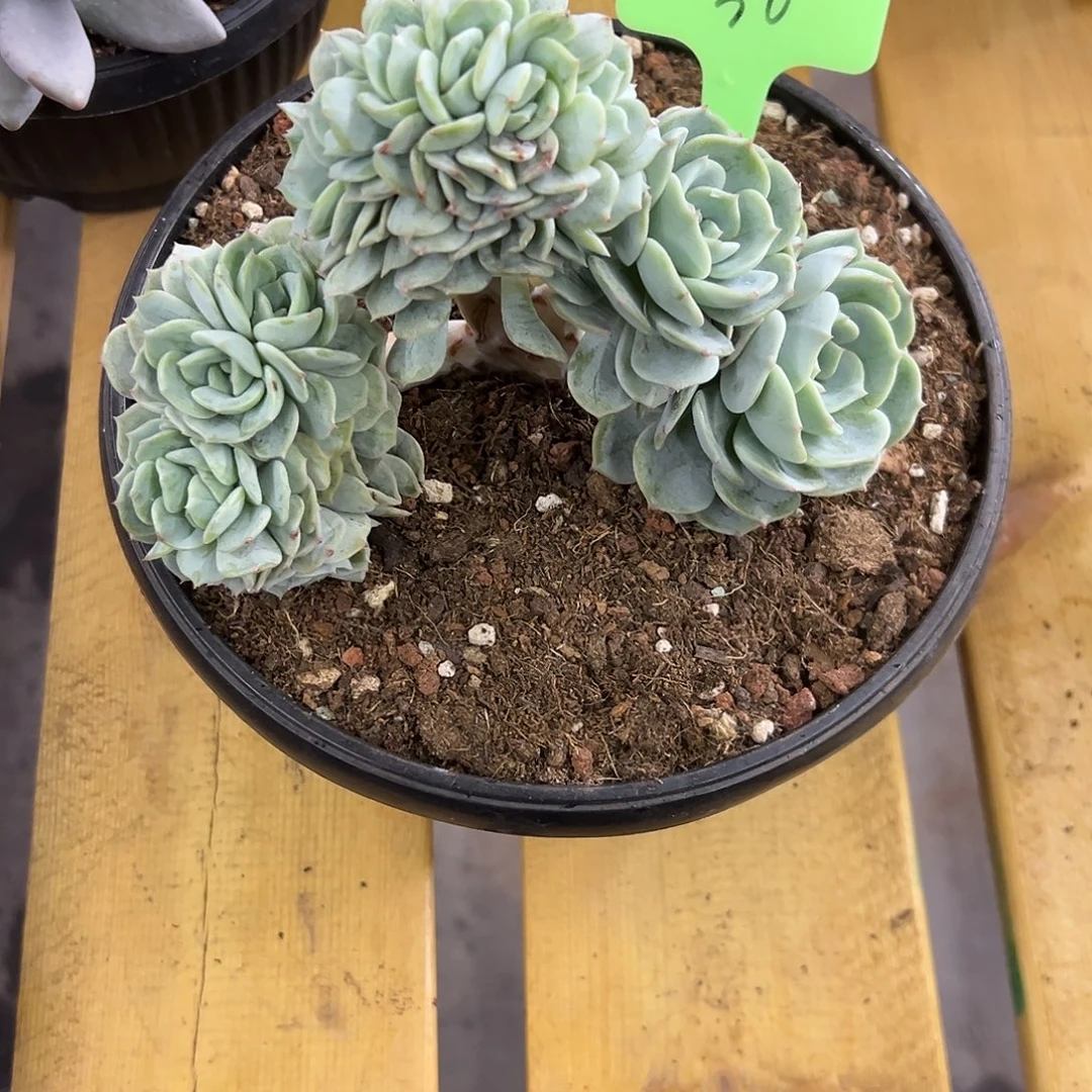 30劳林缀化模特。   多肉。