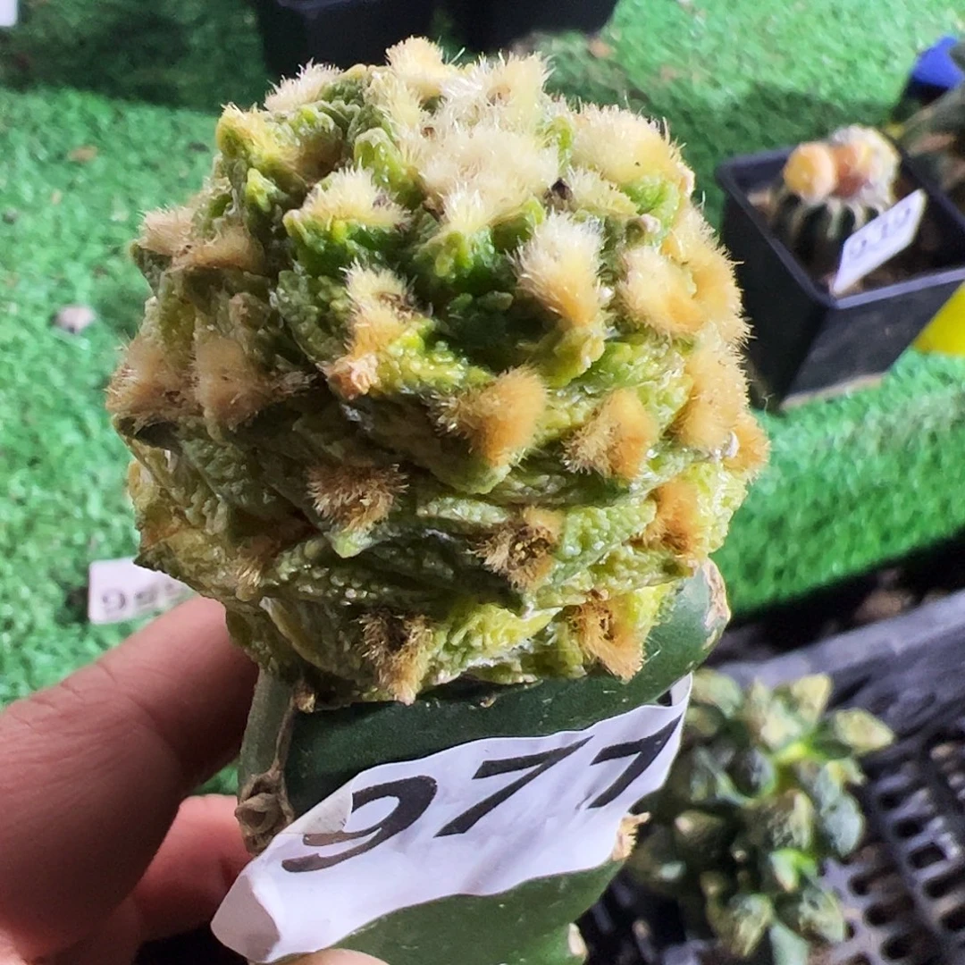 无花朵福利龟甲牡丹锦971