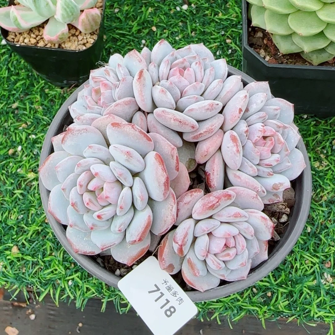 星星橙群，7118多肉植物