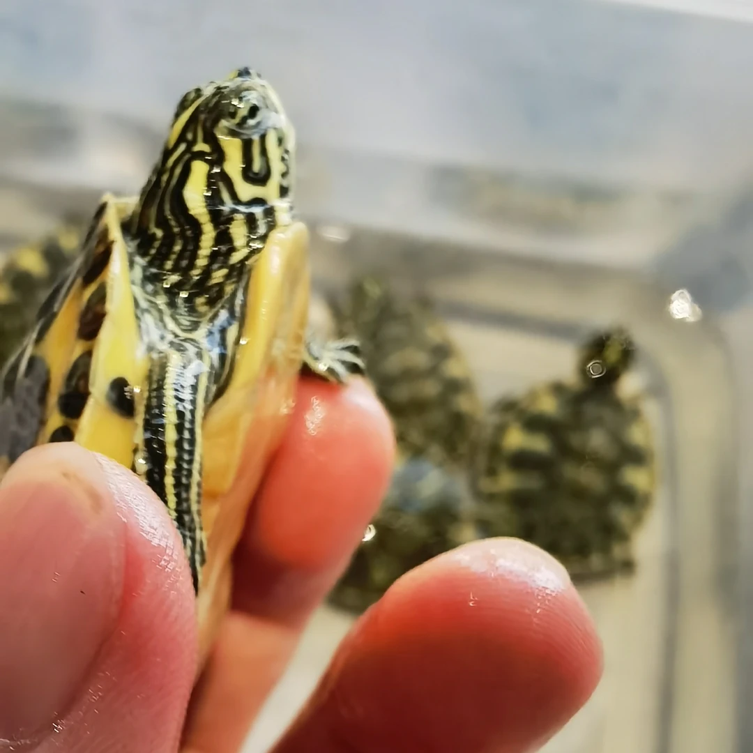 翅膀金边火焰。龟深水冷水活物可鱼缸混养观赏宠物龟会吃粪