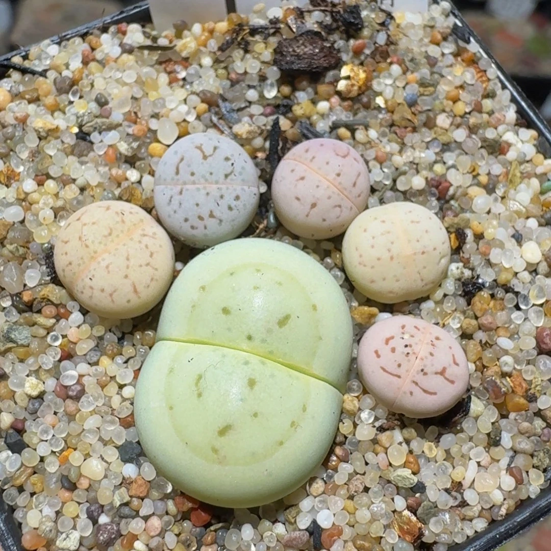 zzzz精品生石花1463