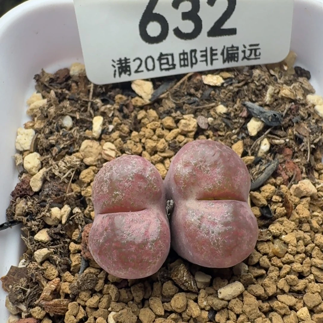 毛杂双头带盆土。