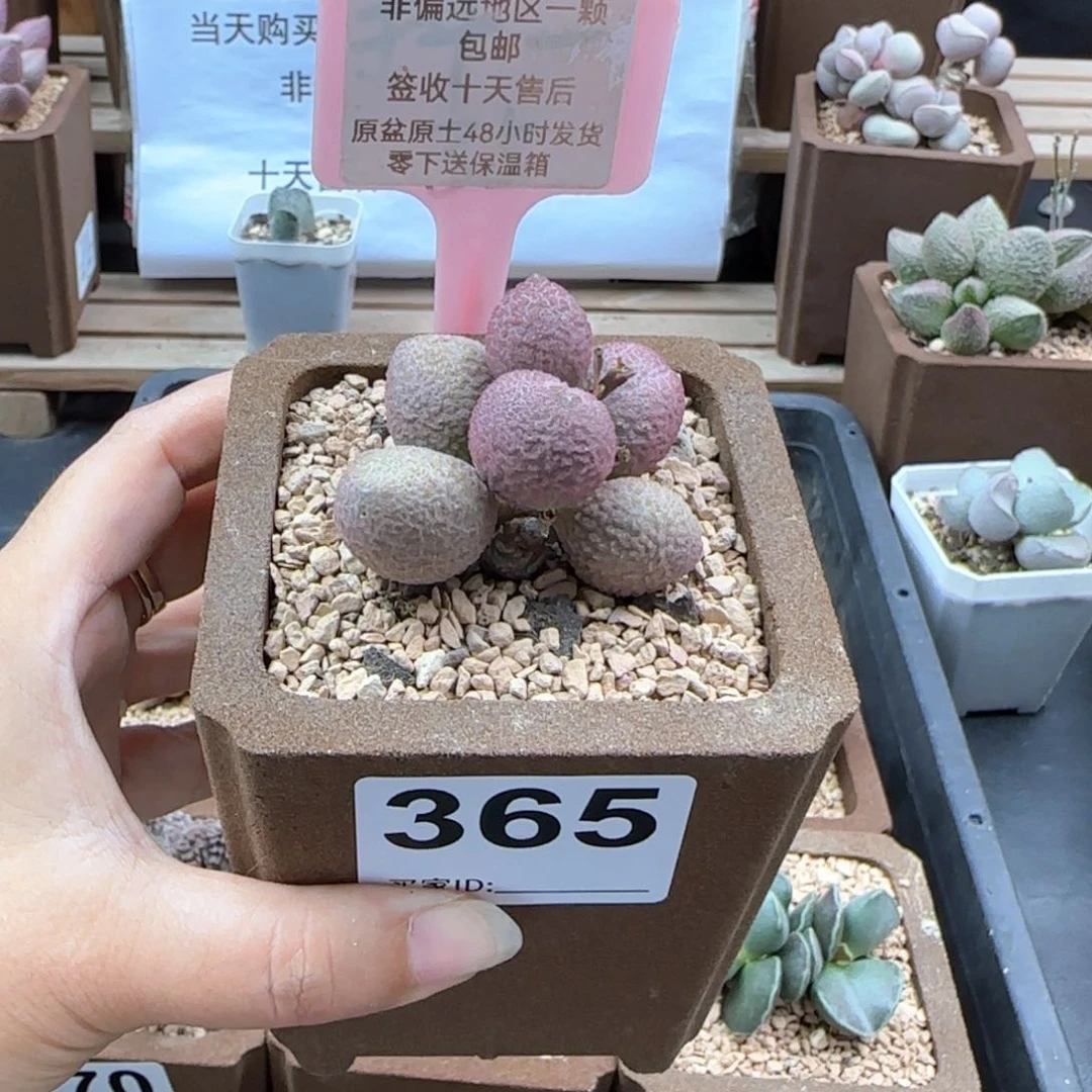 365服部多肉植物