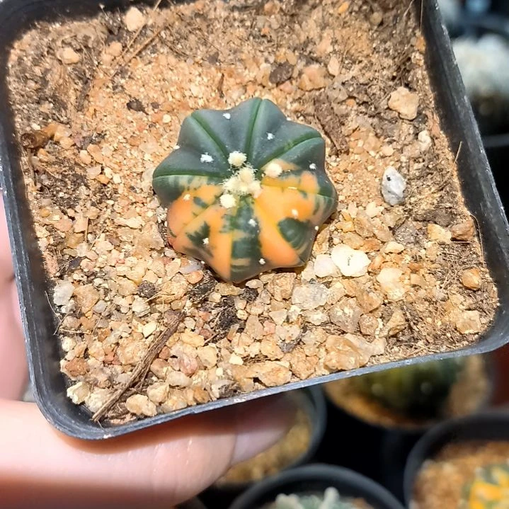 实生兜锦一物一拍