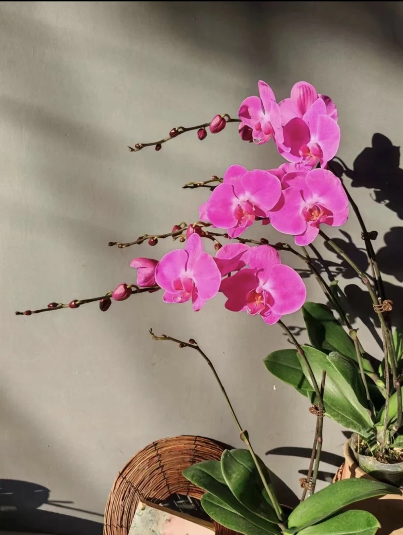【孟菲斯】蝴蝶兰孟菲斯3.5寸未出梗发货