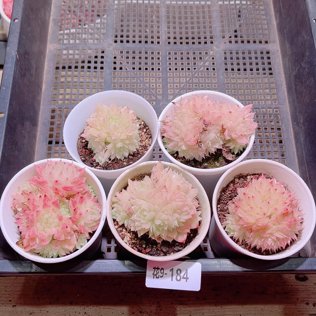 花利美9-184麦秆5颗