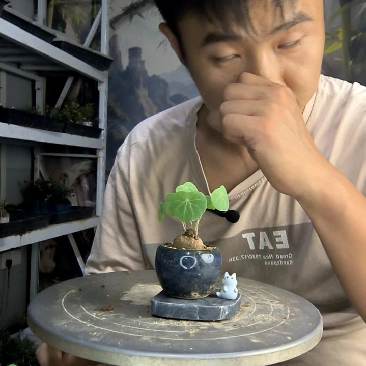 纯中青园艺一物一拍32