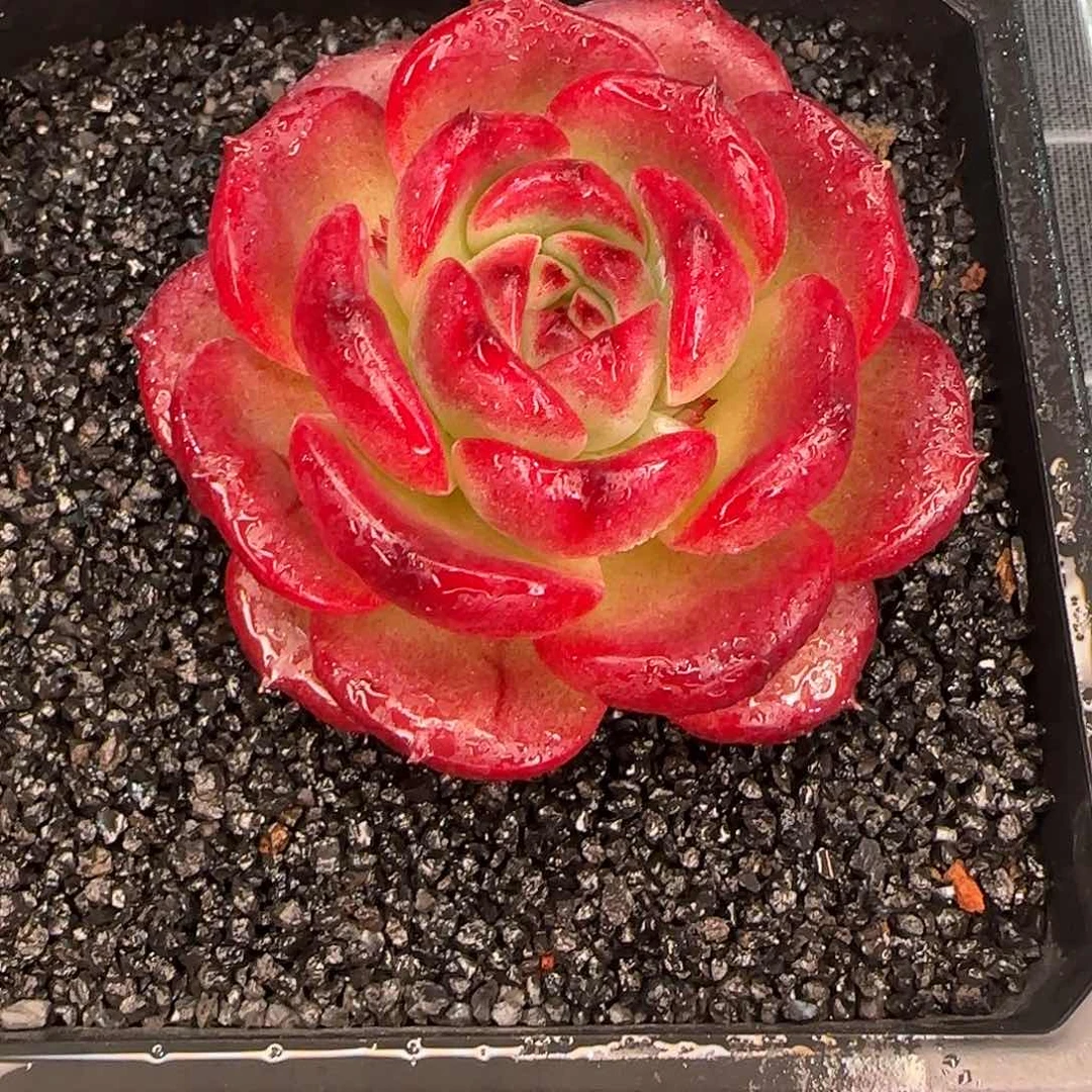 从前慢花园精选大雪花