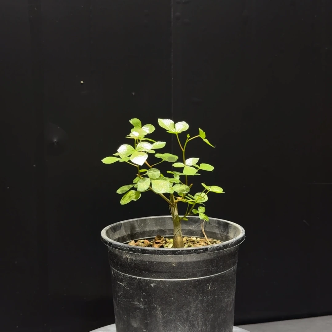 安哥绿皮实生哈哈