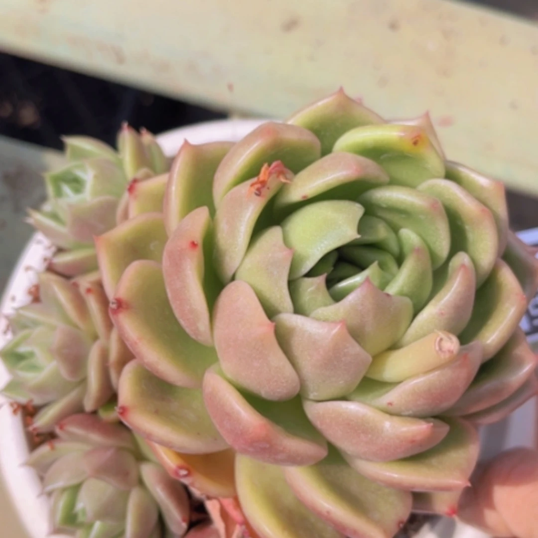 【闪购商品】白玫瑰10187