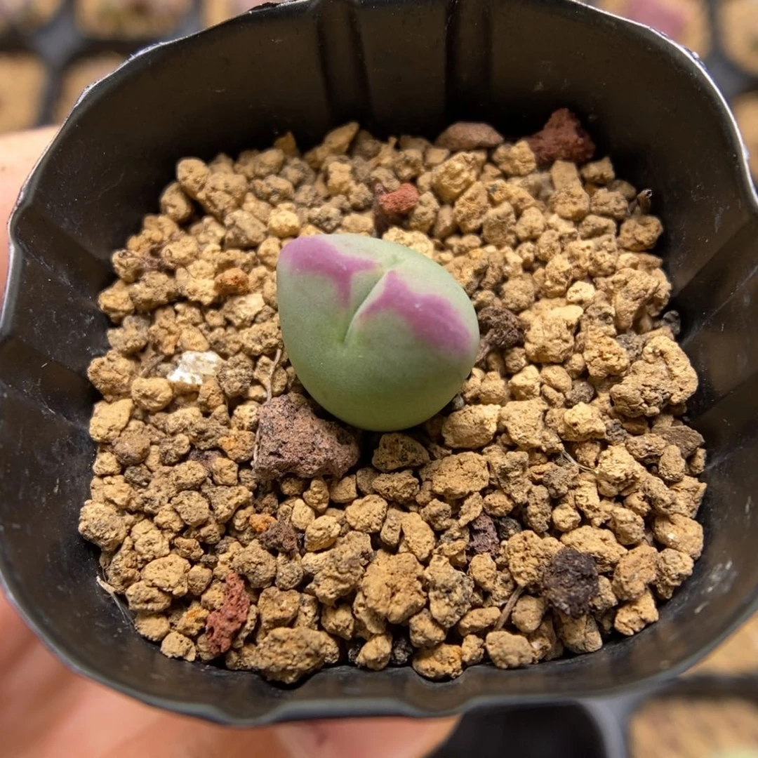 多肉植物肉锥杂交K-3741