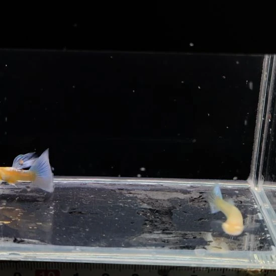 孔雀鱼紫白飞船一对