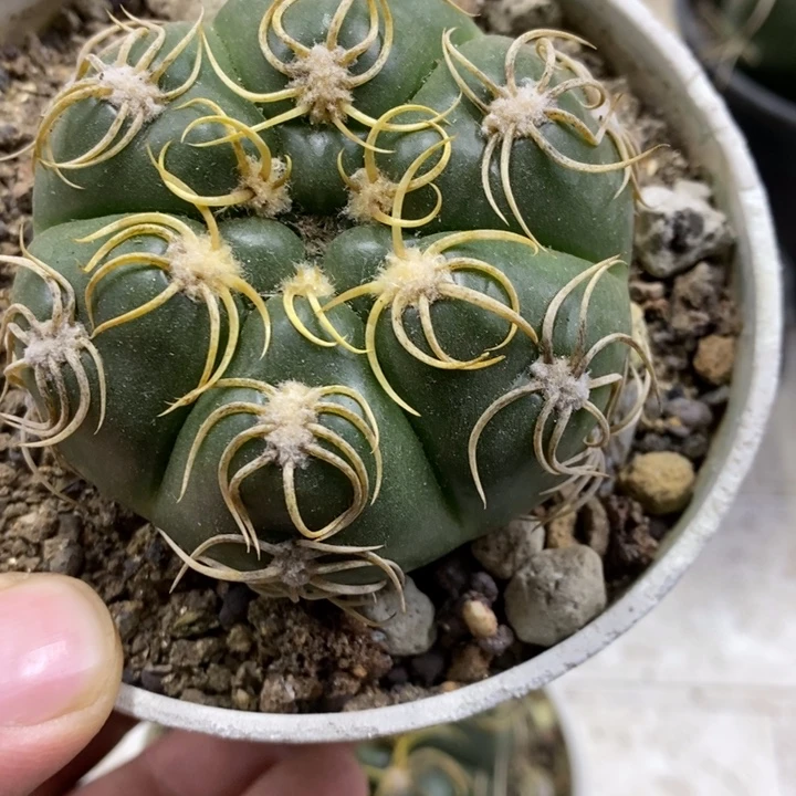 实生高木海王特价