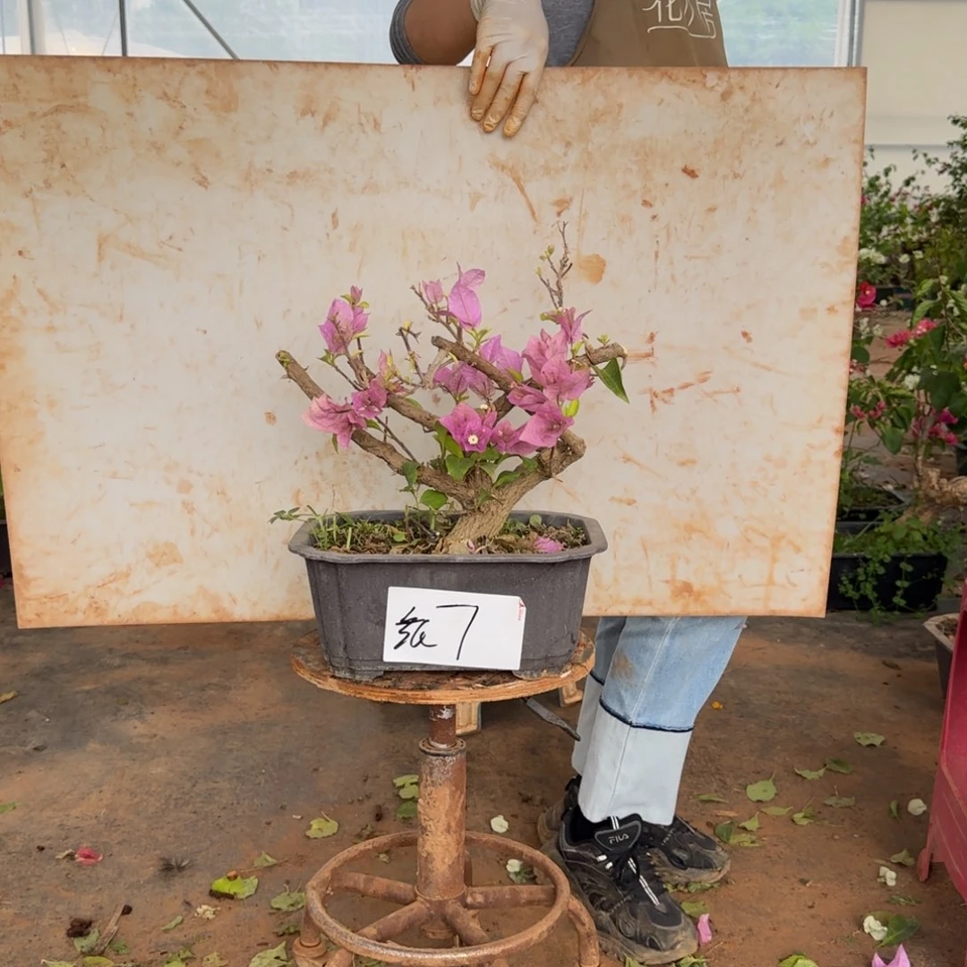 大部分花苞少量开放金夫人 7