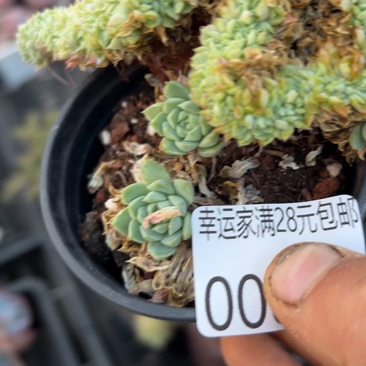 幸运的是我还没遇到幸运