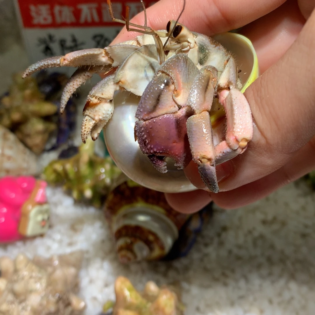2.7 活体出售，不退不换4号