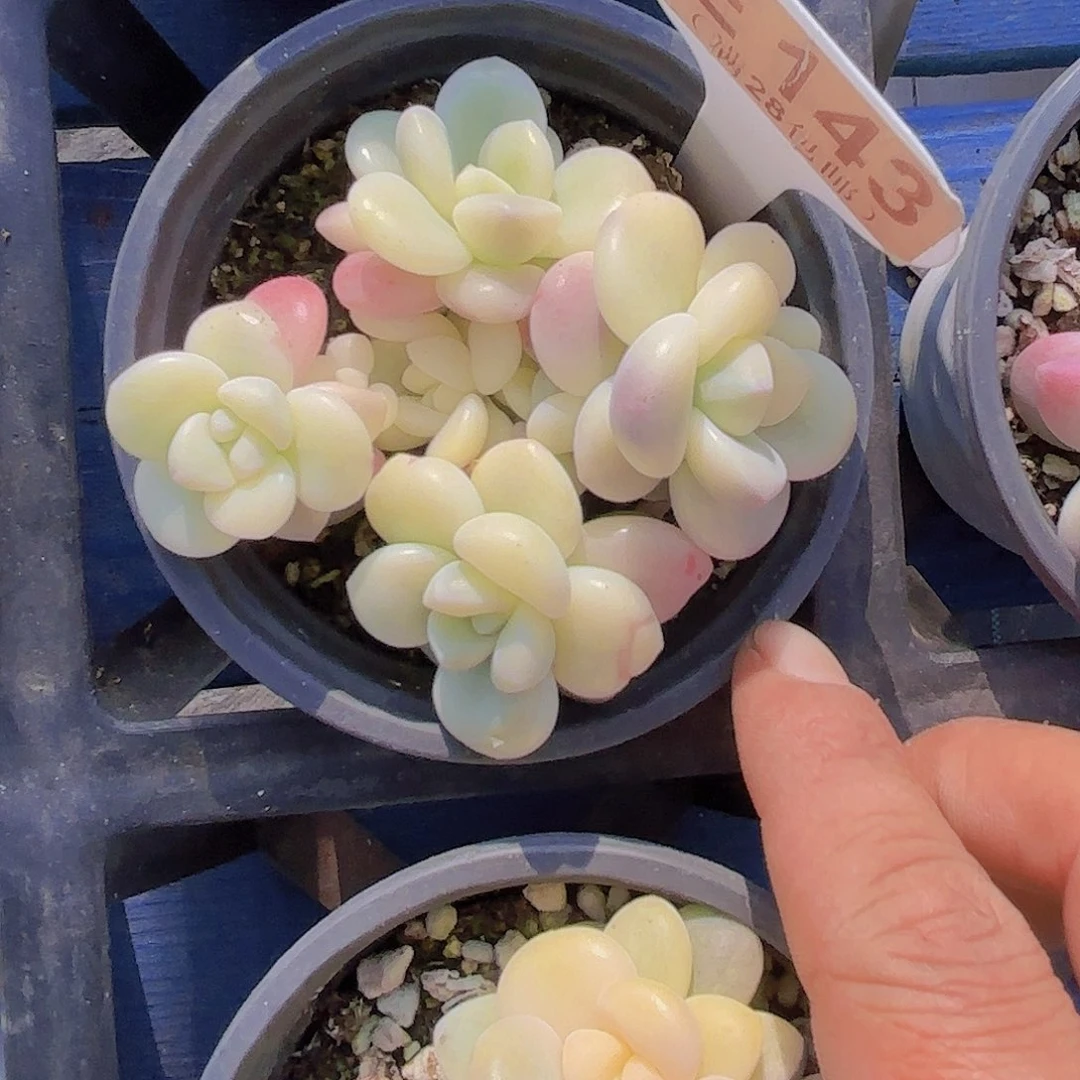 E143洛神锦群一物一拍