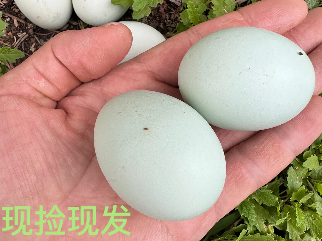 初生蛋 鸡蛋很小‘慎拍’