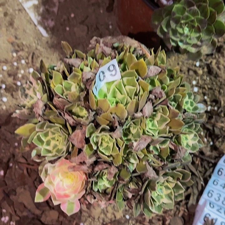 601男神多肉植物不售后