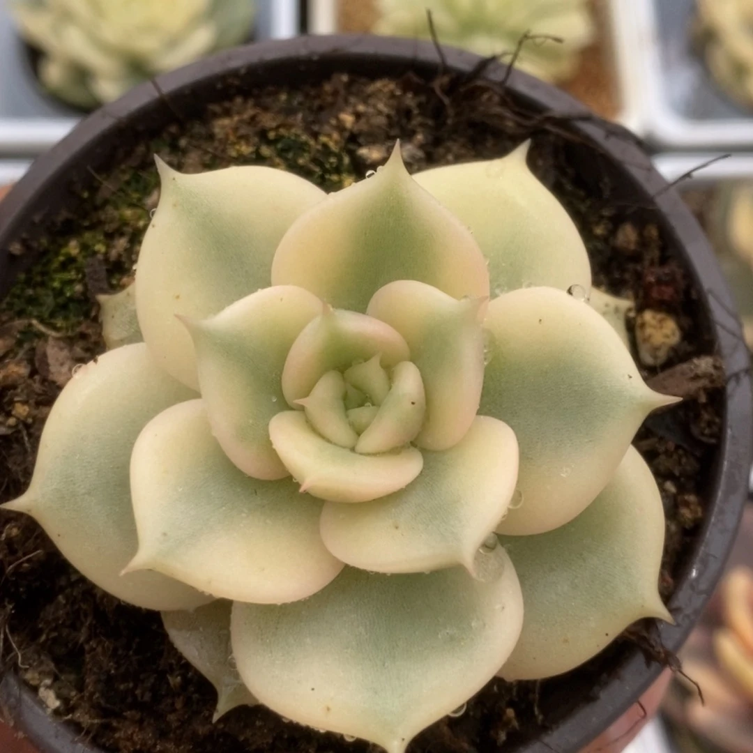听***v309贝加尔湖锦锦锦锦锦锦