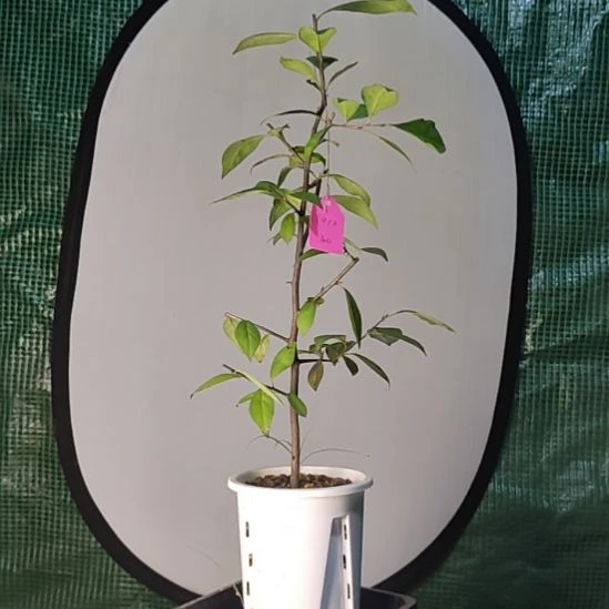 秋***起完全开放老鸦柿品种苗