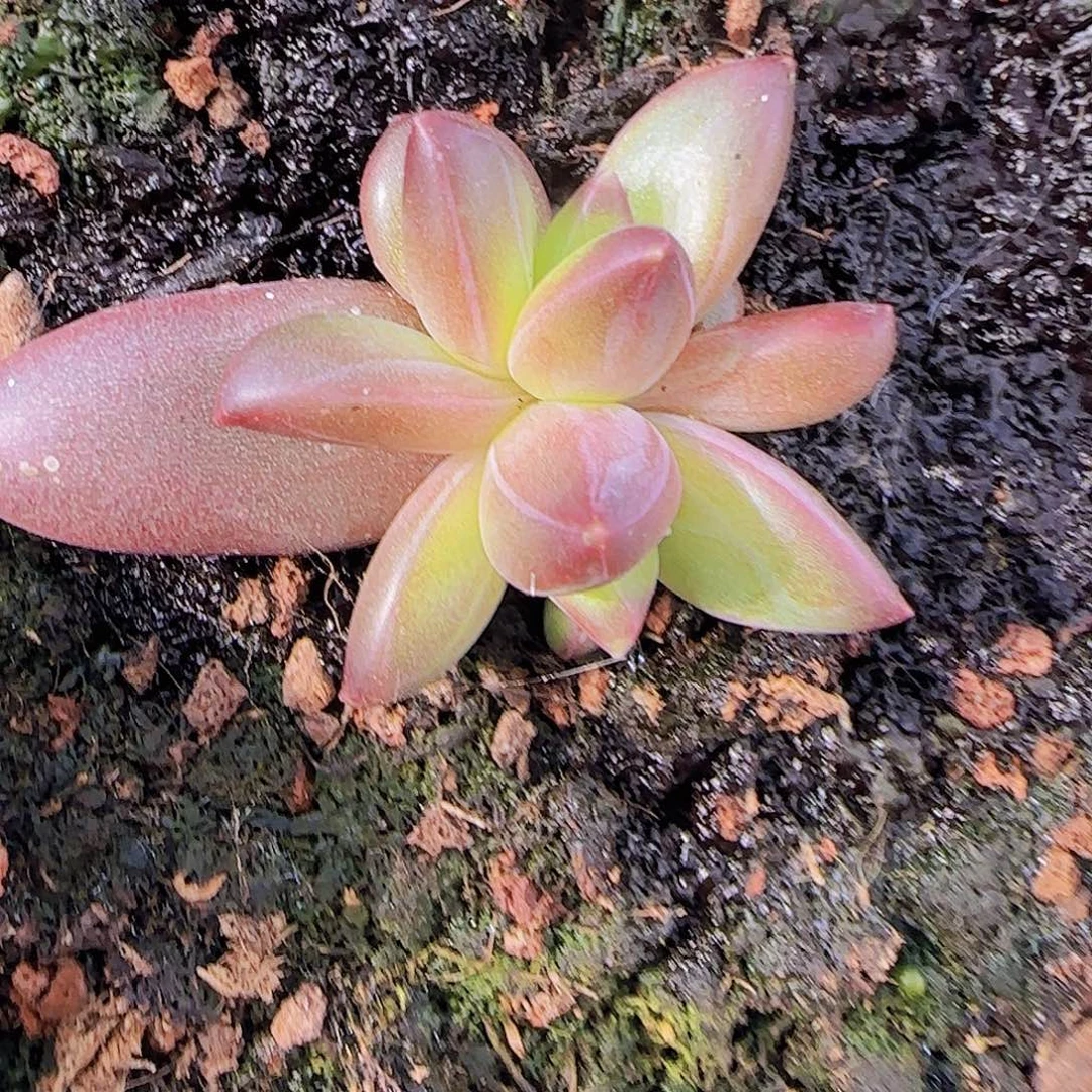 莉莉丝小苗一物一拍