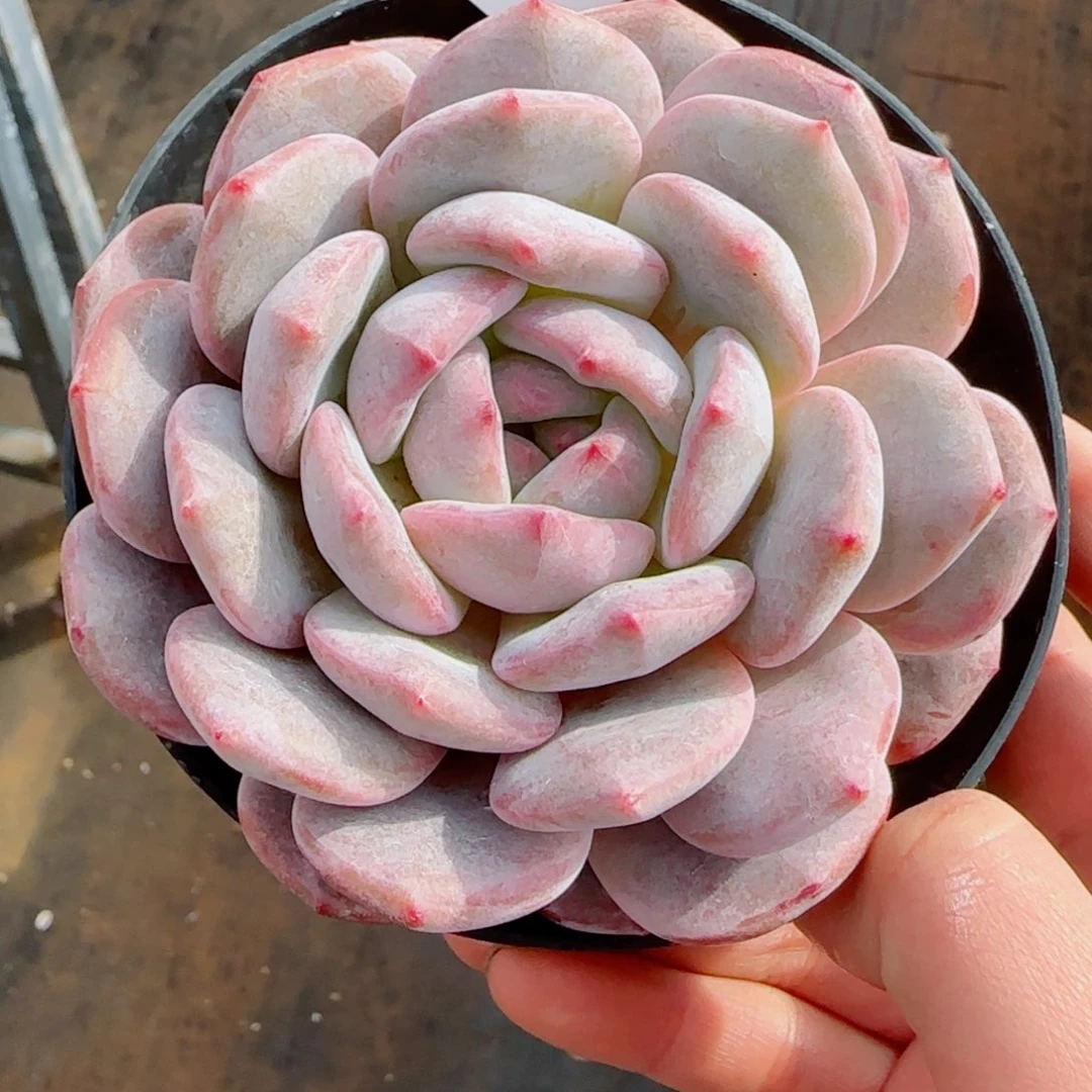 星影，9025多肉植物