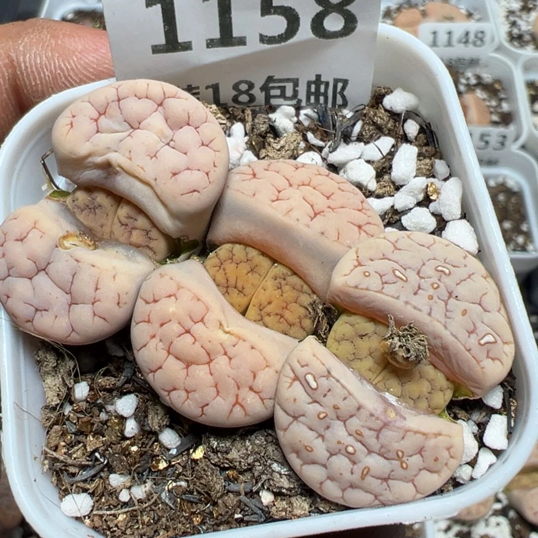 【闪购商品】 1158。