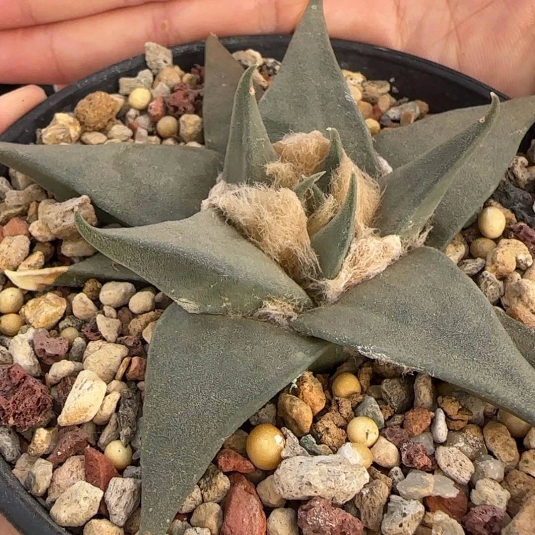 012实生龙牙草球多肉