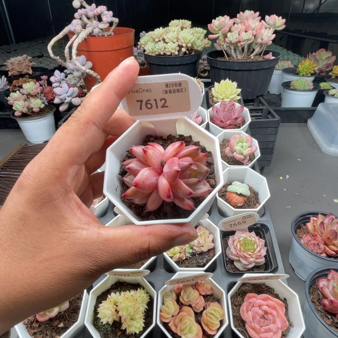 7612黑武士4.5厘米