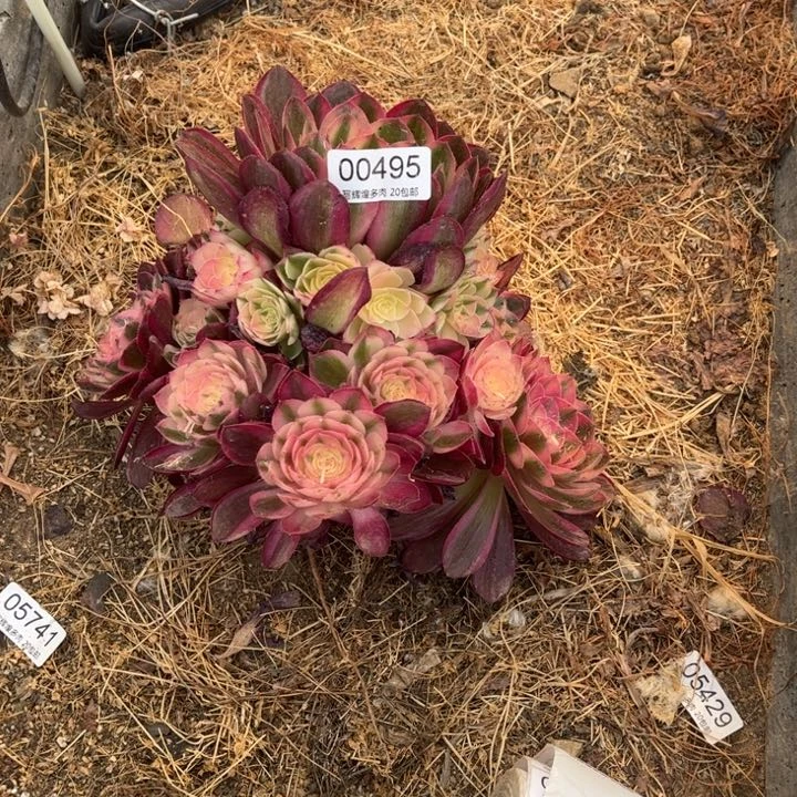 00495荔枝多肉植物