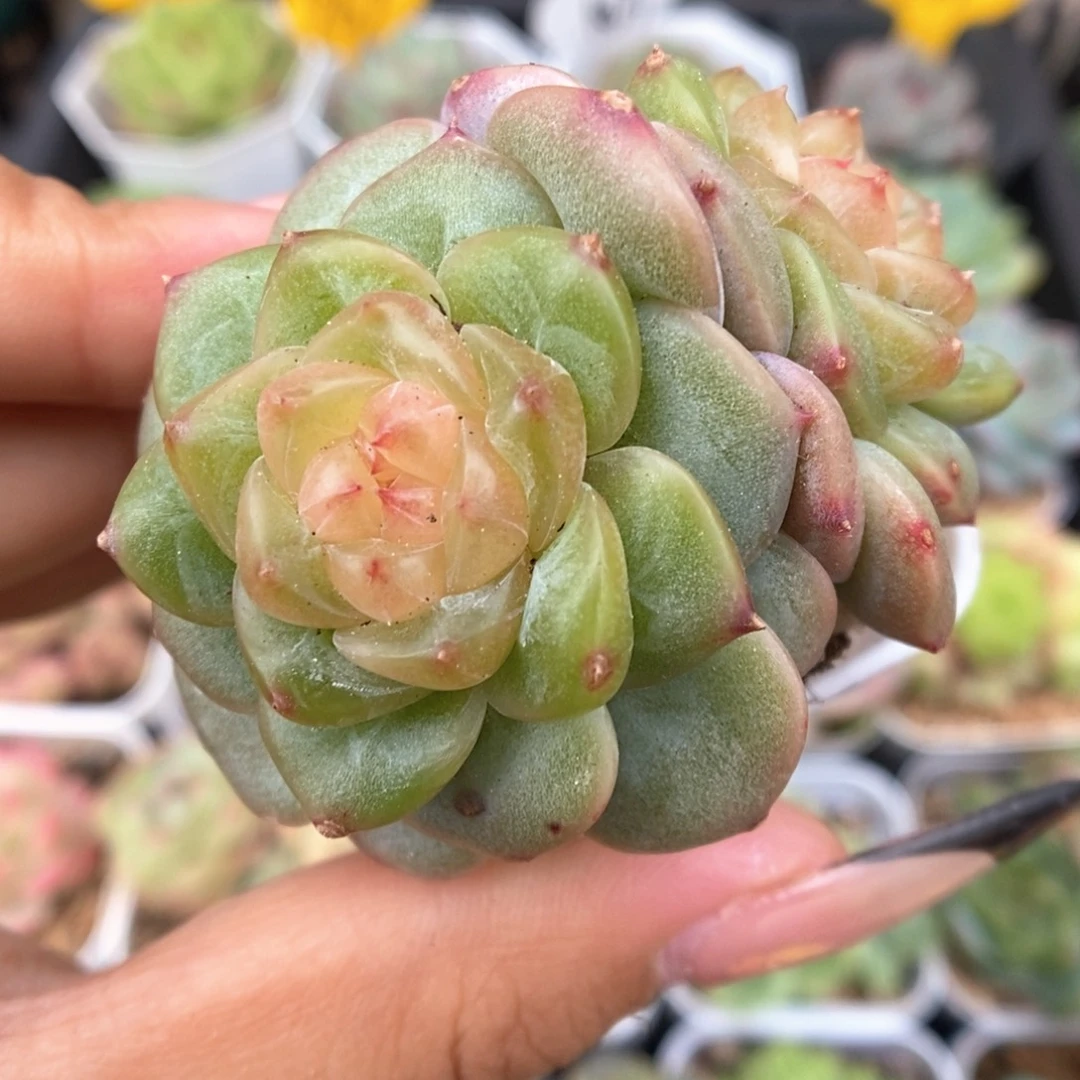 荔枝甜心可拍860号