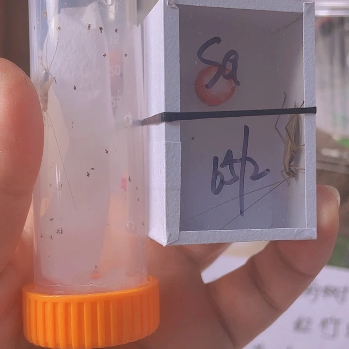 S***s红竹2烈焰1啊啊啊啊